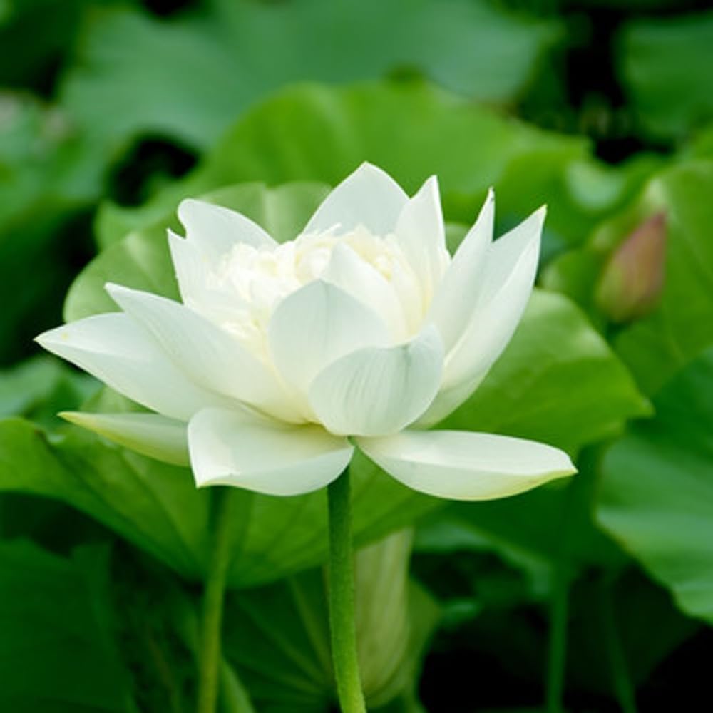 Graines de lotus (graines de lotus bonsaï à bouche ouverte) - Fleurs de nénuphar décoratives compactes
