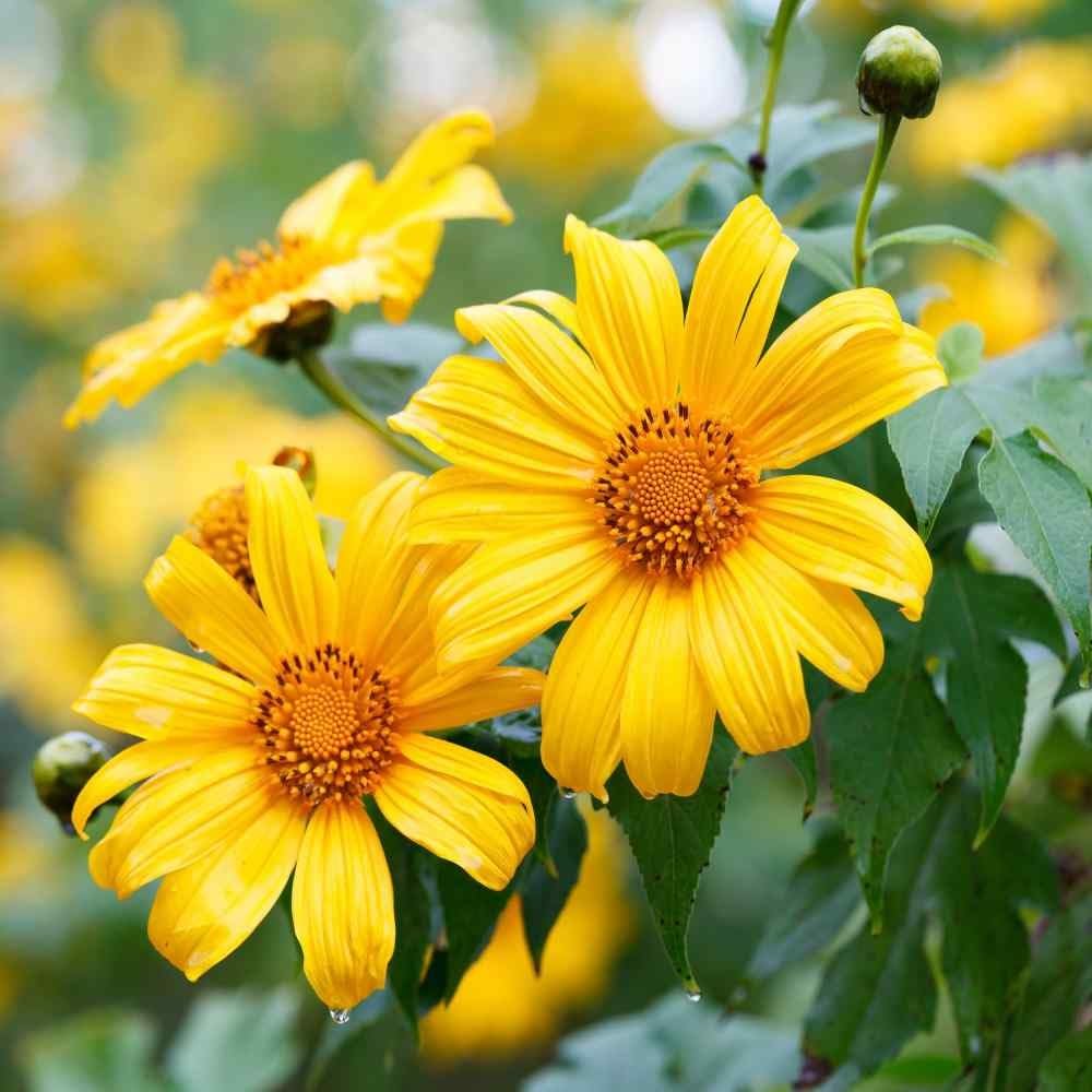 黄色のメキシカンヒマワリの種、ティトニア・ディベルシフォリア、多年生の花の種、ミツバチや蝶を引き寄せ、観賞用庭園や花壇、パティオに最適