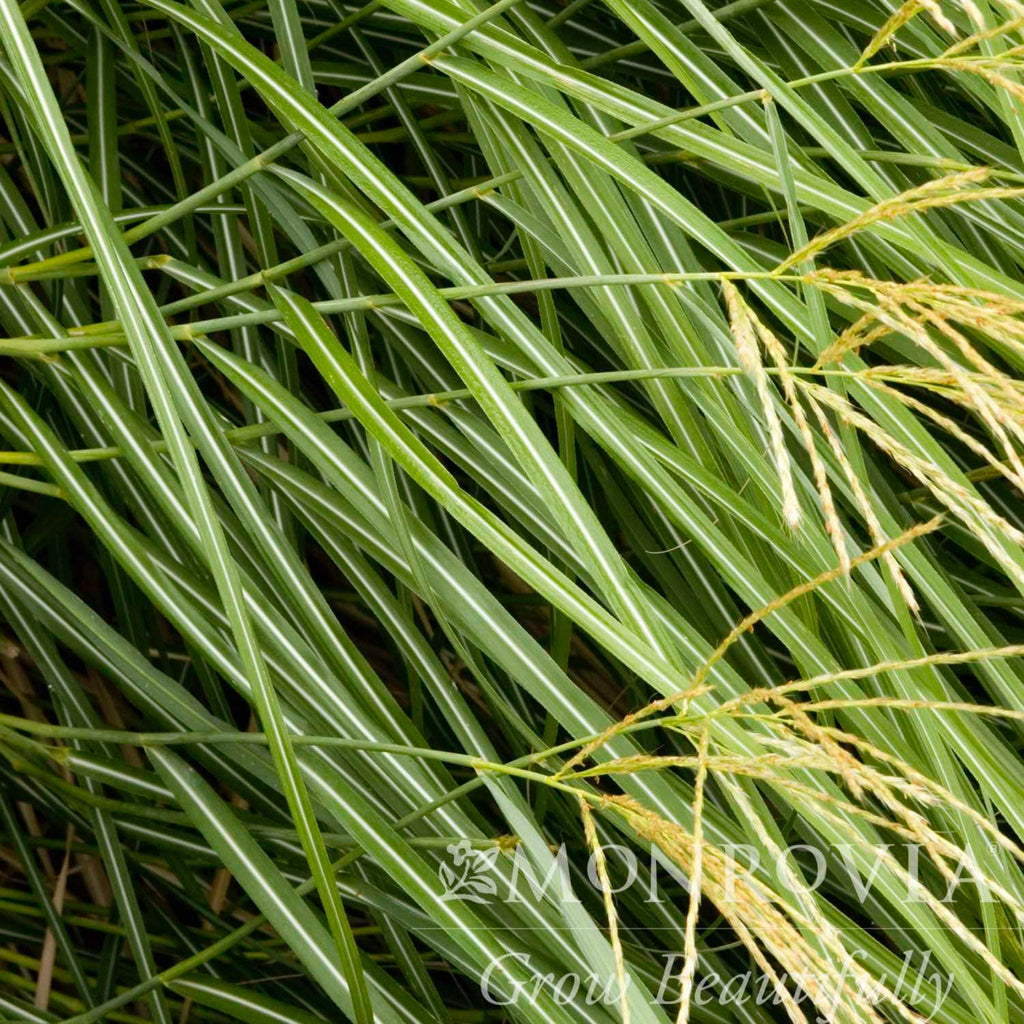 Dwarf Maiden Grass