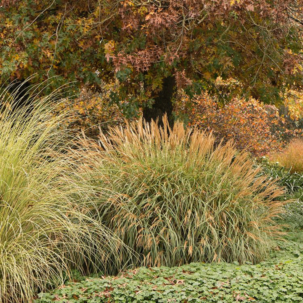 Adagio Maiden Grass