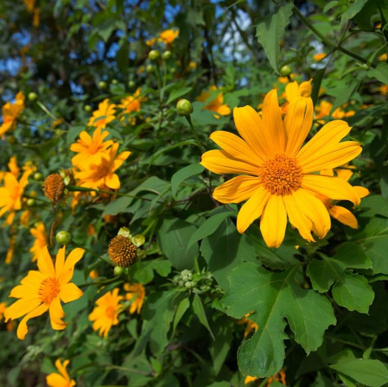 黄色のメキシカンヒマワリの種、ティトニア・ディベルシフォリア、多年生の花の種、ミツバチや蝶を引き寄せ、観賞用庭園や花壇、パティオに最適