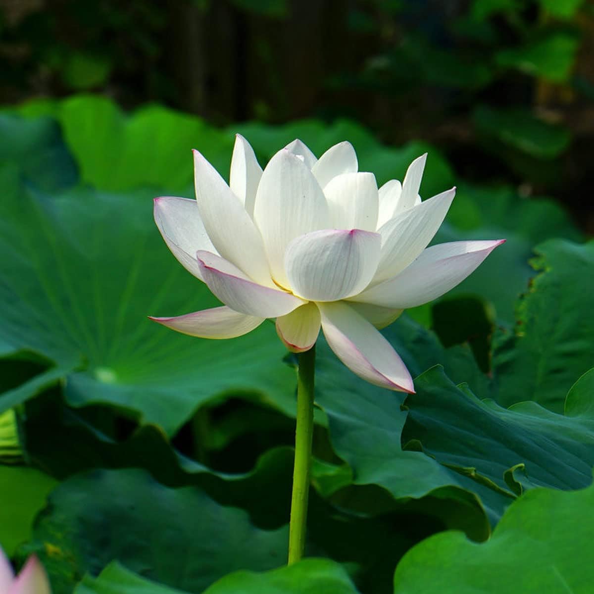 Graines de lotus (graines de lotus bonsaï à bouche ouverte) - Fleurs de nénuphar décoratives compactes