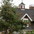 Norway Spruce