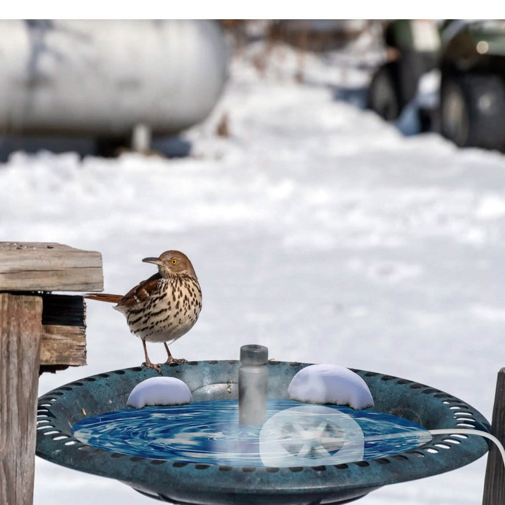 Chauffe-eau 70W en alliage d'aluminium pour bain d'oiseaux avec thermostat et arrêt automatique