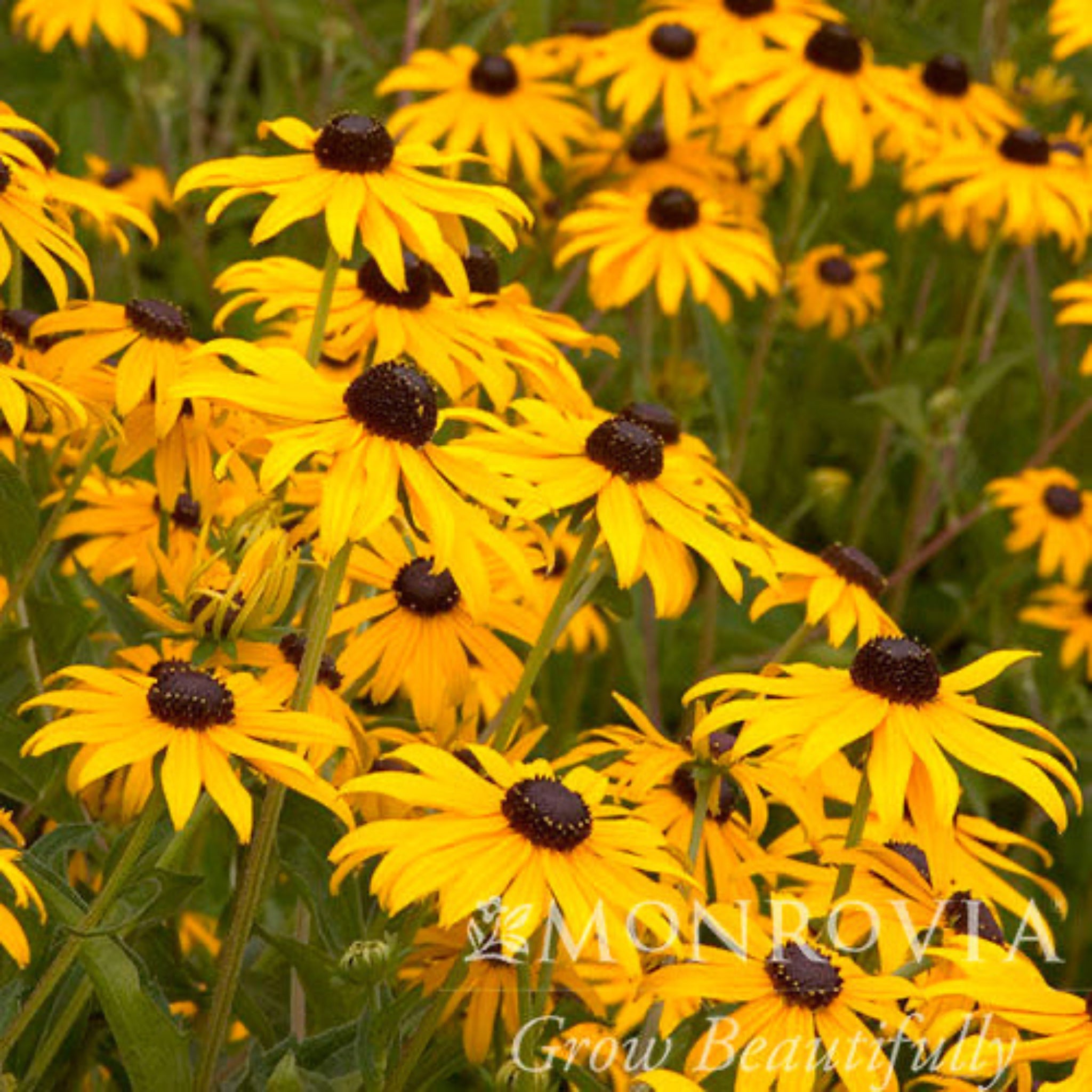 Rudbeckia Goldsturm