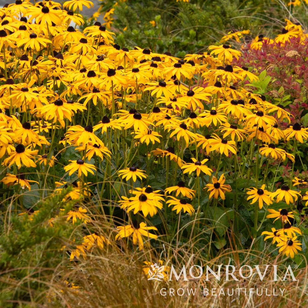 Rudbeckia Goldsturm