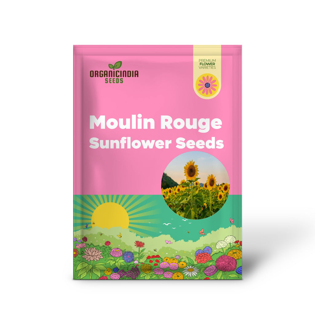 Graines de tournesol Moulin Rouge, superbes fleurs rouge foncé pour un jardin exceptionnel