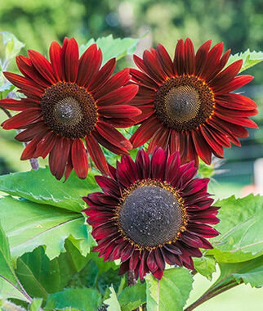 Cherry Chocolate Sunflower Seeds – Vibrant Garden Blooms