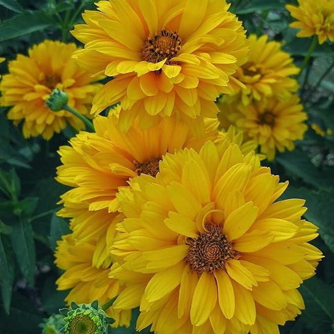 Graines de Faux Tournesol (Heliopsis Helianthoides) - Vivace rustique, Fleurs résistantes à la chaleur et à la sécheresse