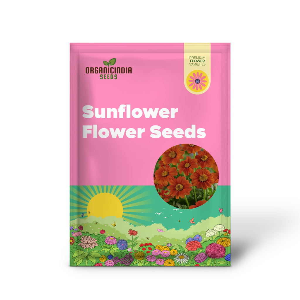 Graines de tournesol mexicain orange, fleurs vibrantes et résistantes pour des jardins qui attirent le regard