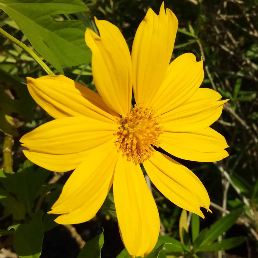 黄色のメキシカンヒマワリの種、ティトニア・ディベルシフォリア、多年生の花の種、ミツバチや蝶を引き寄せ、観賞用庭園や花壇、パティオに最適