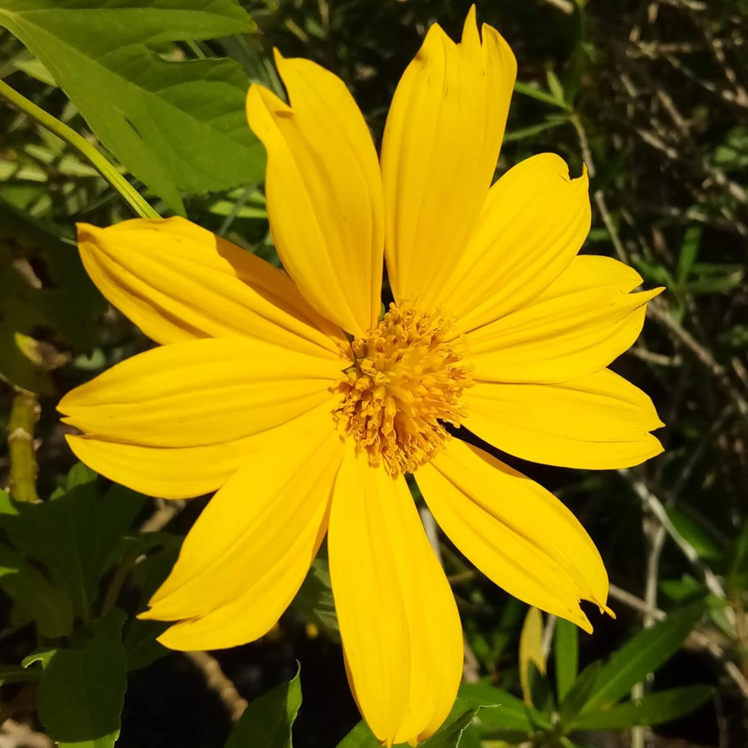 黄色のメキシカンヒマワリの種、ティトニア・ディベルシフォリア、多年生の花の種、ミツバチや蝶を引き寄せ、観賞用庭園や花壇、パティオに最適