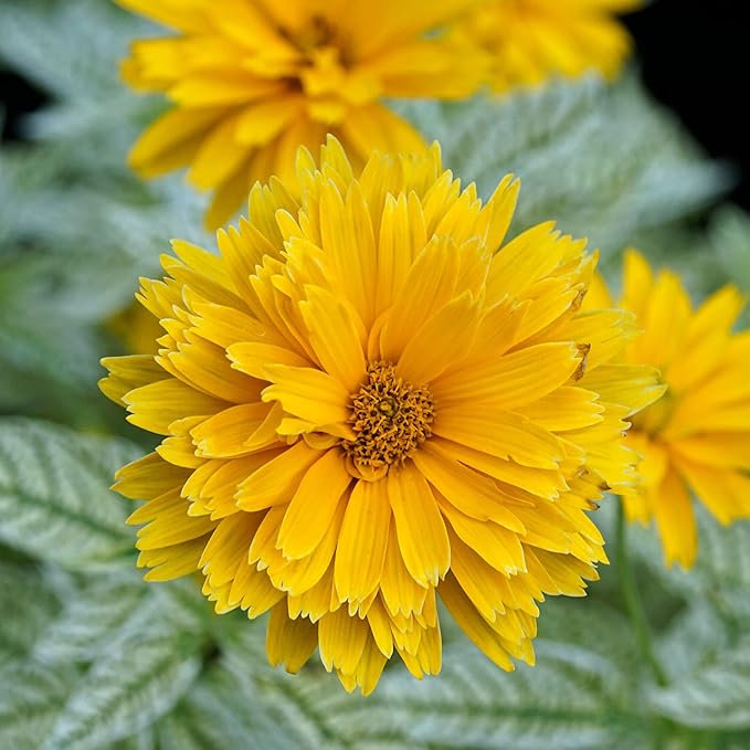 Graines de Faux Tournesol (Heliopsis Helianthoides) - Vivace rustique, Fleurs résistantes à la chaleur et à la sécheresse