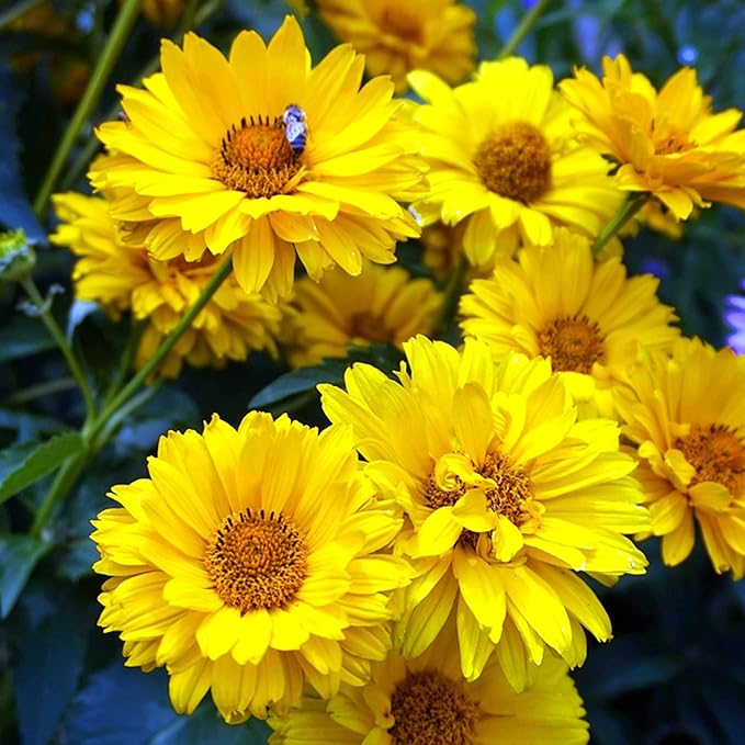 Graines de Faux Tournesol (Heliopsis Helianthoides) - Vivace rustique, Fleurs résistantes à la chaleur et à la sécheresse