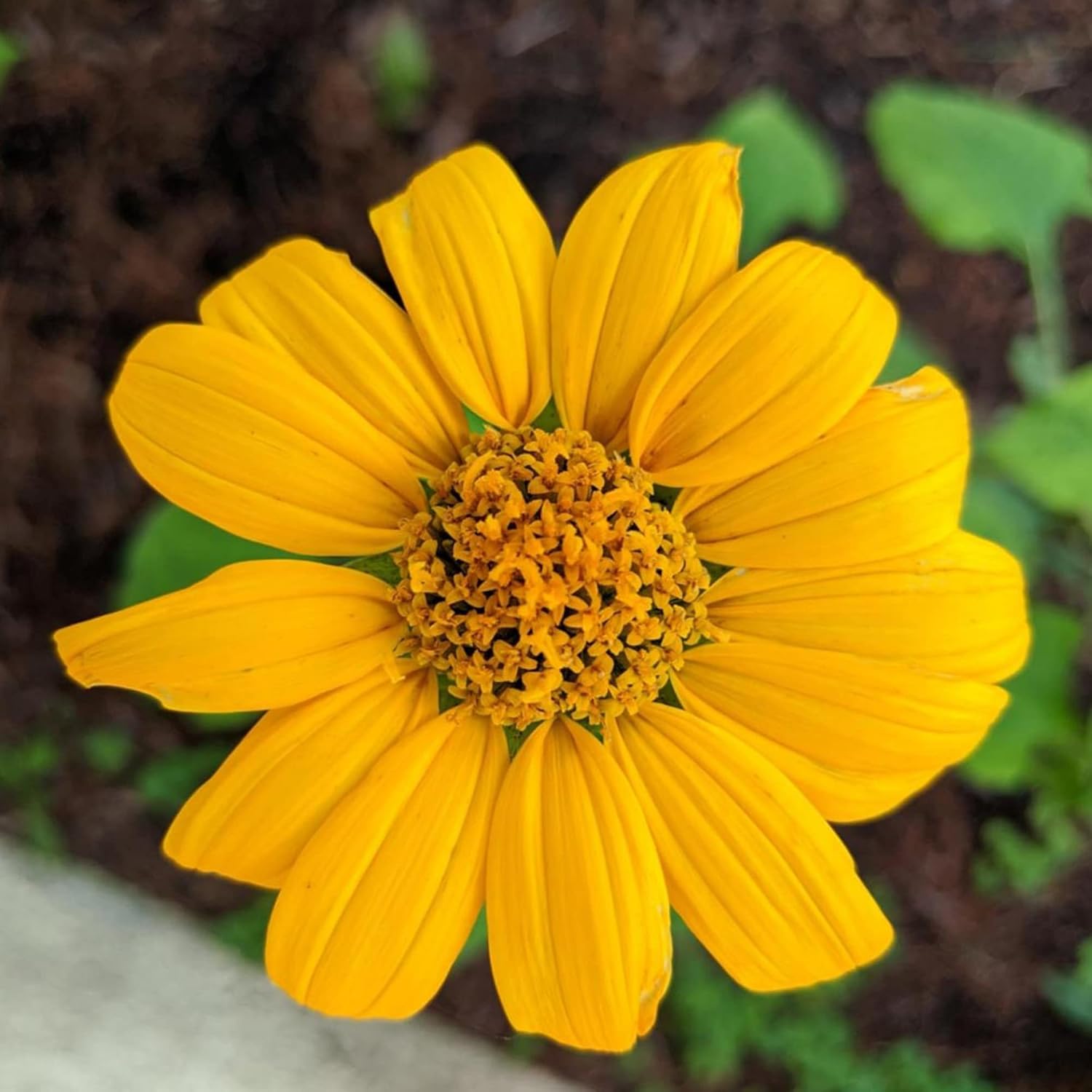 黄色のメキシカンヒマワリの種、ティトニア・ディベルシフォリア、多年生の花の種、ミツバチや蝶を引き寄せ、観賞用庭園や花壇、パティオに最適