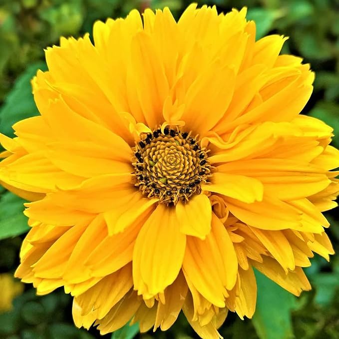 Graines de Faux Tournesol (Heliopsis Helianthoides) - Vivace rustique, Fleurs résistantes à la chaleur et à la sécheresse