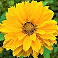 Graines de Faux Tournesol (Heliopsis Helianthoides) - Vivace rustique, Fleurs résistantes à la chaleur et à la sécheresse