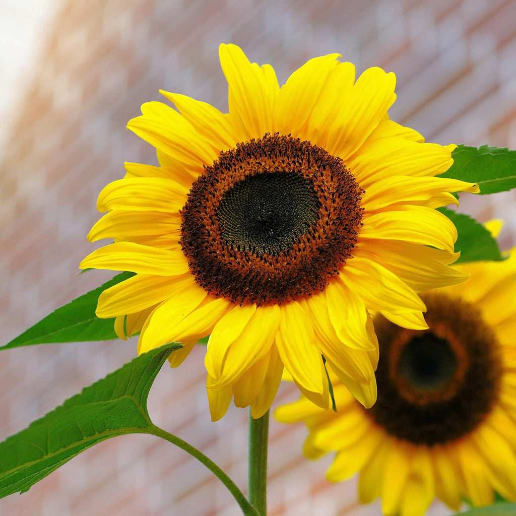 Sunflower Seeds – Tall Growing Variety for Vibrant Garden Blooms