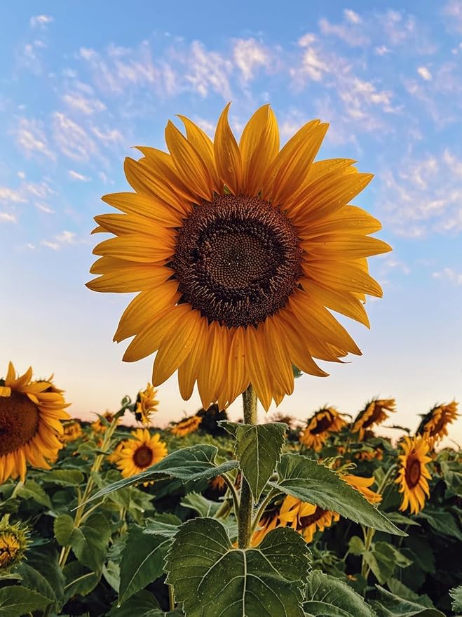 Sunflower Seed Mix – Premium Garden Blooms for Planting