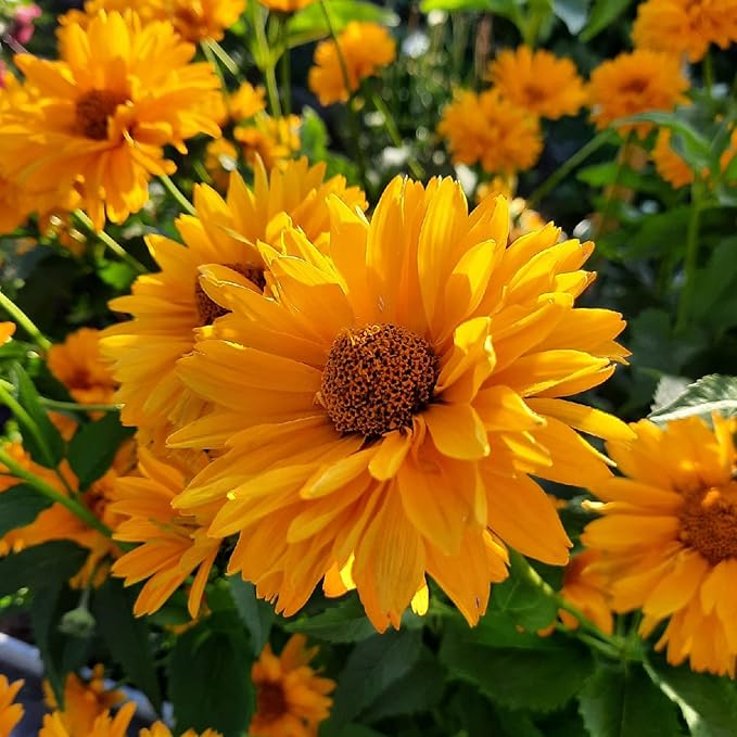 Graines de Faux Tournesol (Heliopsis Helianthoides) - Vivace rustique, Fleurs résistantes à la chaleur et à la sécheresse