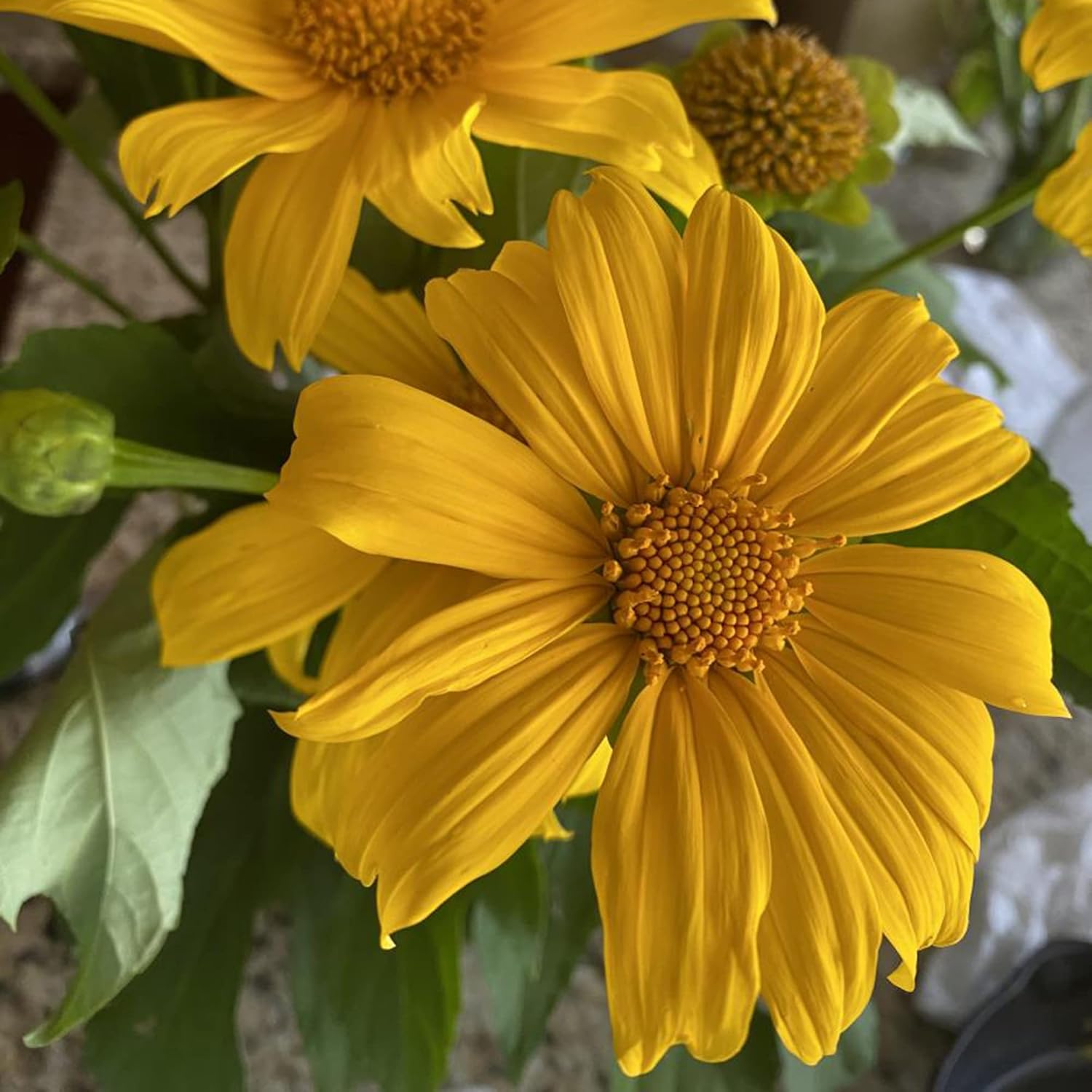 黄色のメキシカンヒマワリの種、ティトニア・ディベルシフォリア、多年生の花の種、ミツバチや蝶を引き寄せ、観賞用庭園や花壇、パティオに最適