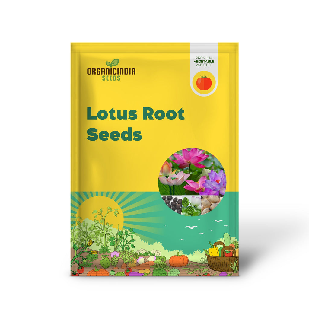Graines de lotus pour planter une plante comestible, cultiver de belles fleurs et racines de lotus pour votre jardin, graines de légumes bio et saines
