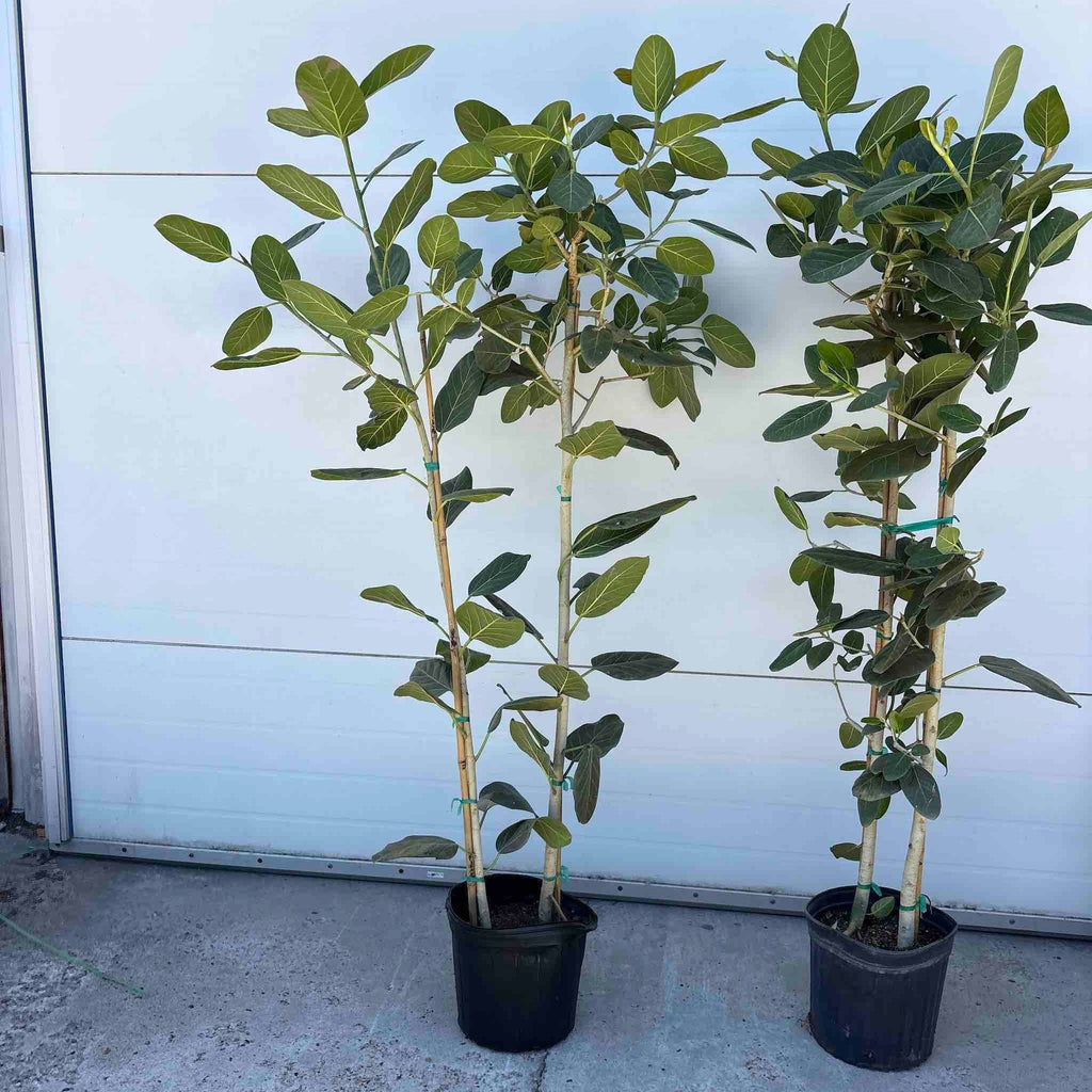 Ficus Audrey (Multi-stem)