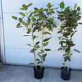 Ficus Audrey (Multi-stem)
