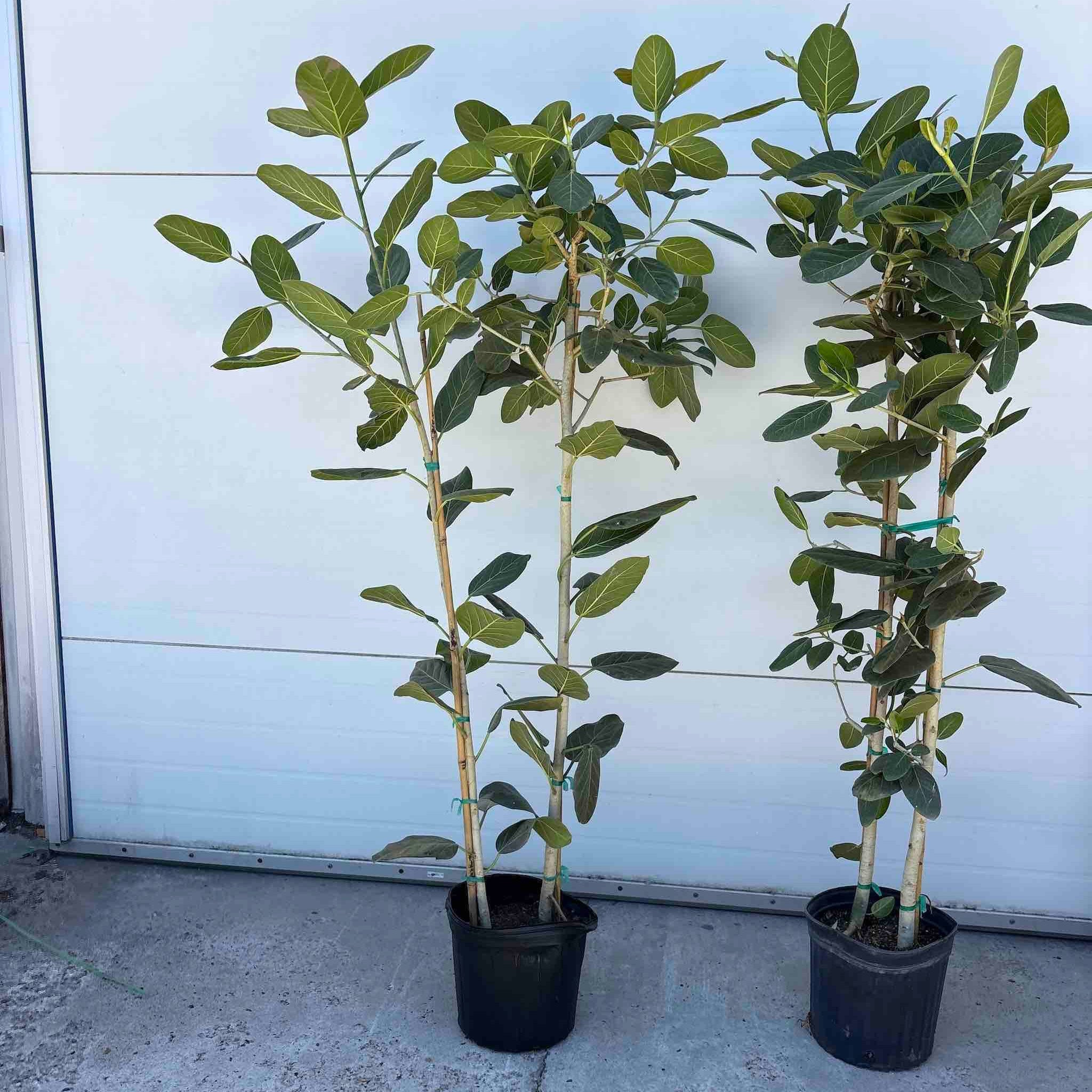 Ficus Audrey (Multi-stem)