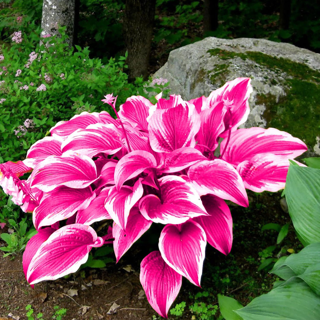 Graines d'Hosta Rose Vivace Bonsaï pour Jardins Intérieurs et Extérieurs, Attire les Pollinisateurs