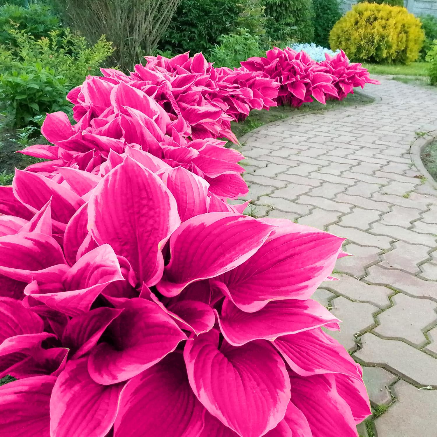 Graines d'Hosta Rose Vivace Bonsaï pour Jardins Intérieurs et Extérieurs, Attire les Pollinisateurs