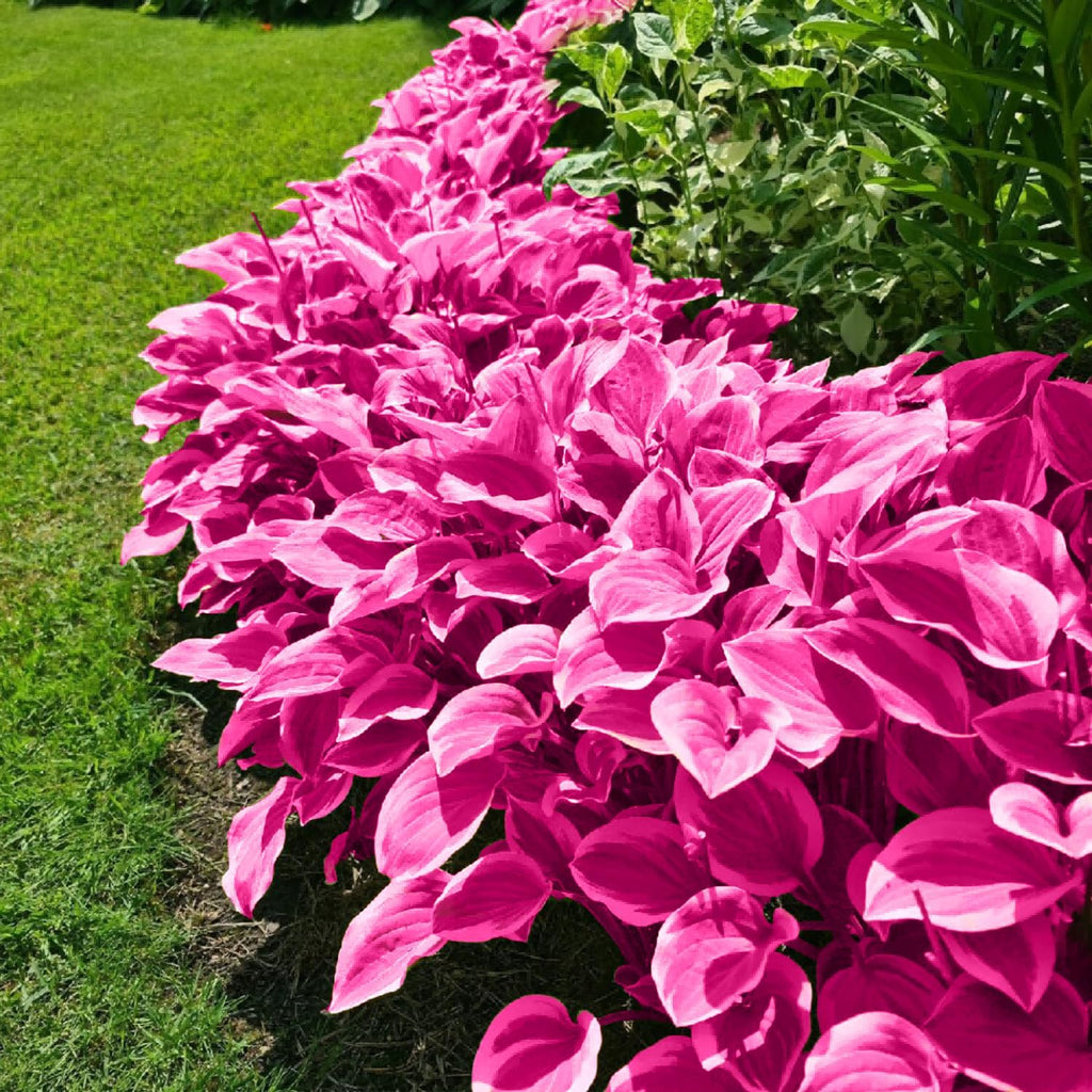 Graines d'Hosta Rose Vivace Bonsaï pour Jardins Intérieurs et Extérieurs, Attire les Pollinisateurs