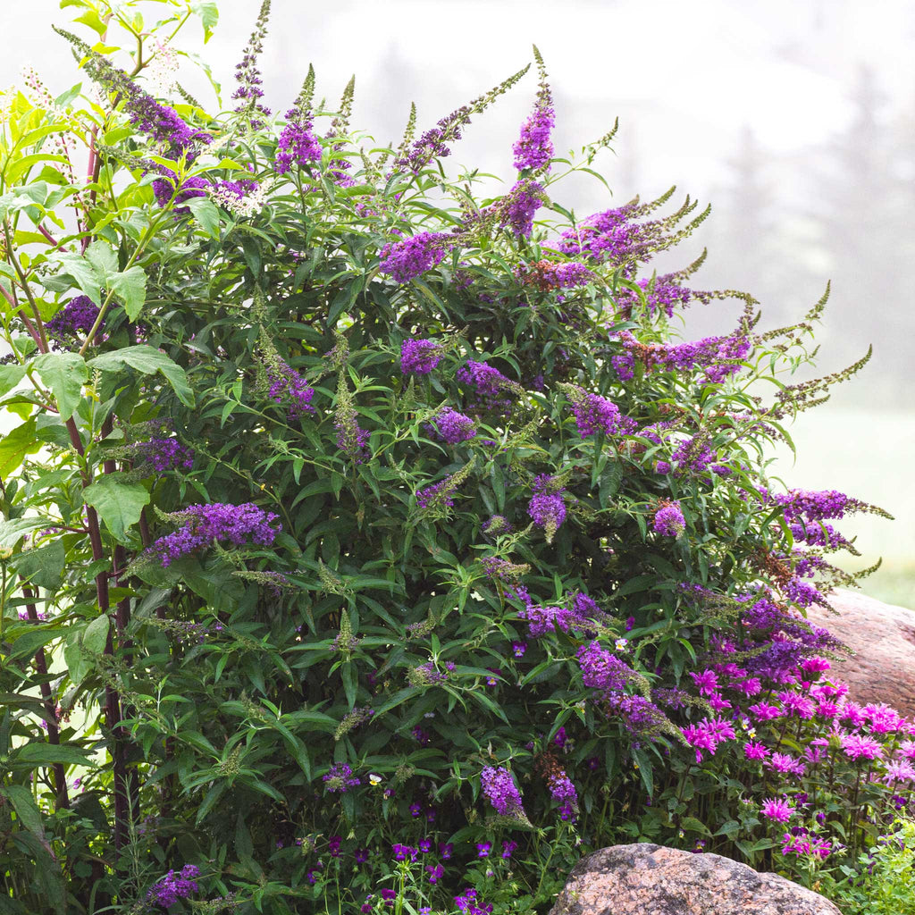 Buddleia 'Black Knight'