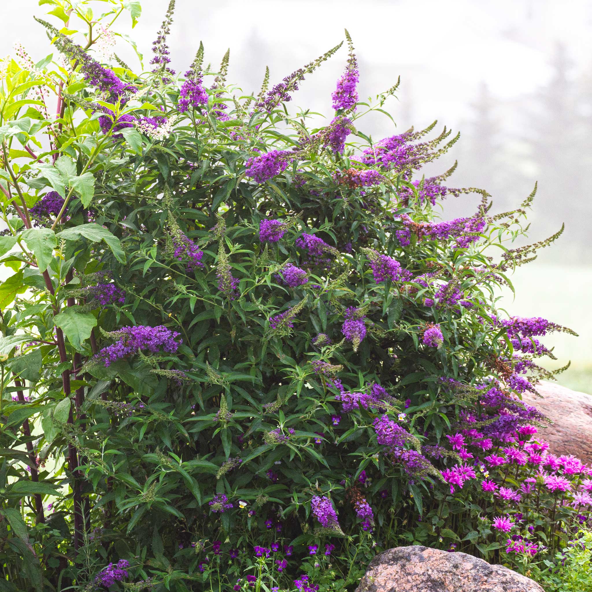 Buddleia 'Black Knight'