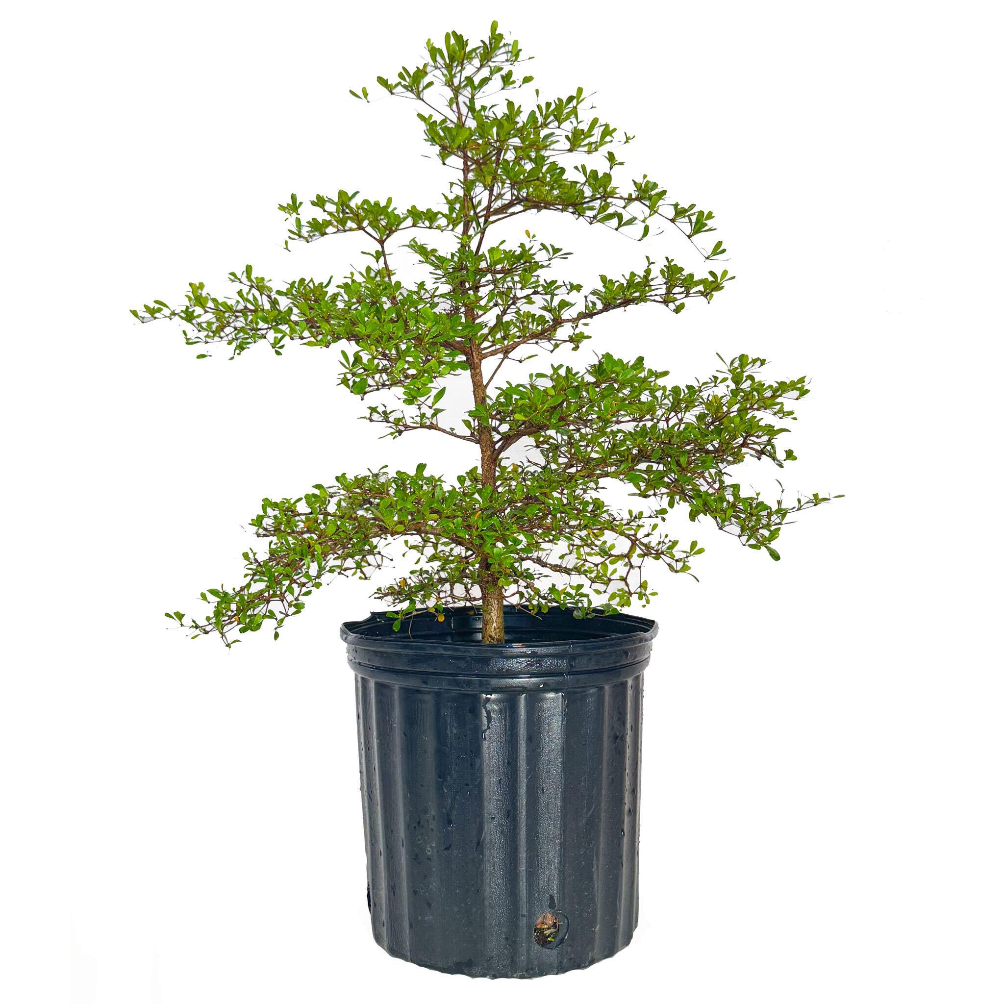 Black Olive Tree