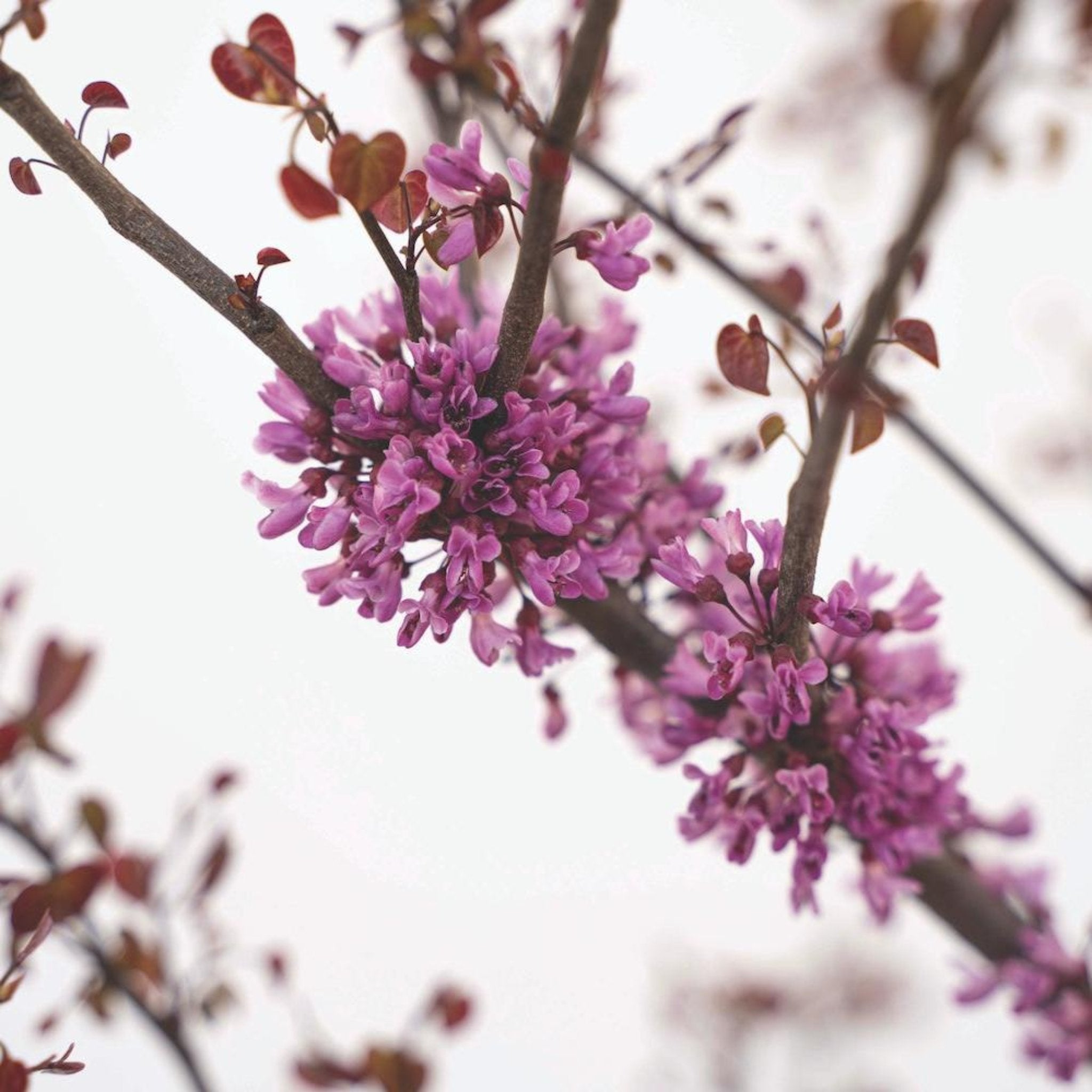 Garden Gems® Amethyst Redbud Tree