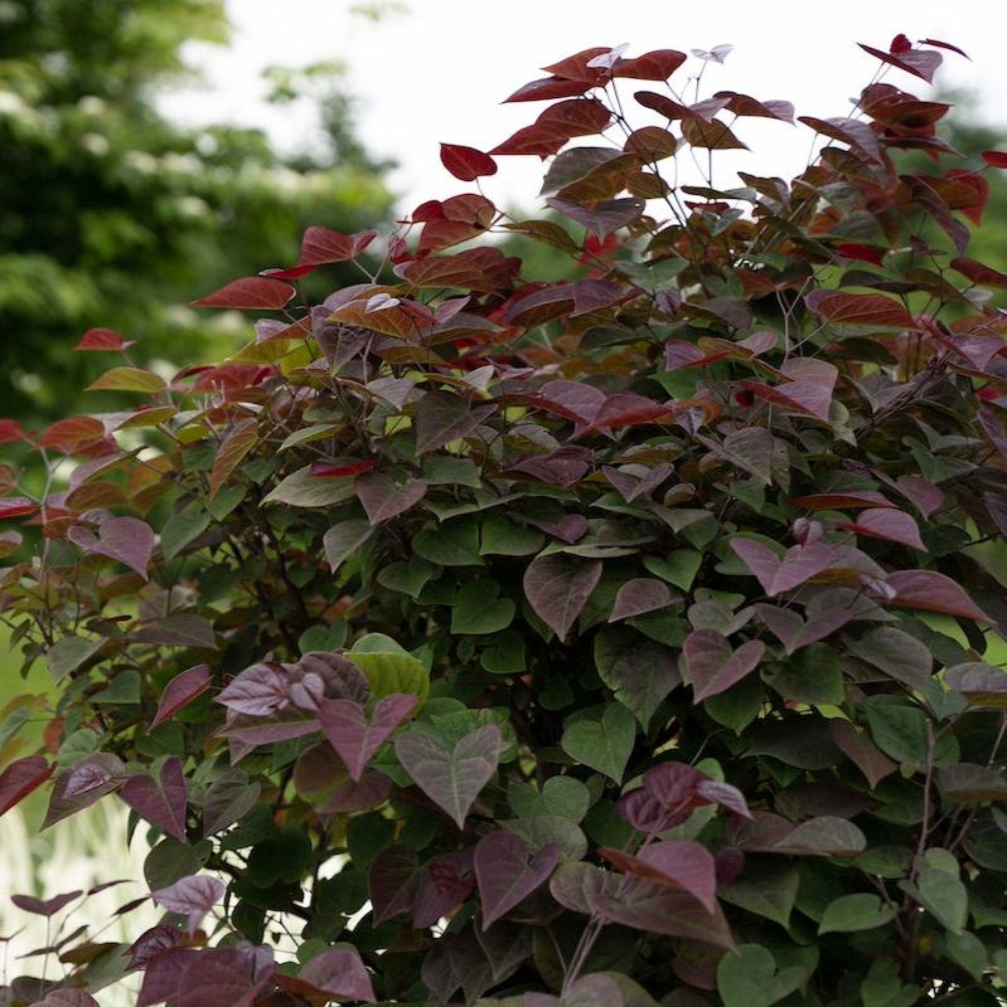 Garden Gems® Amethyst Redbud Tree