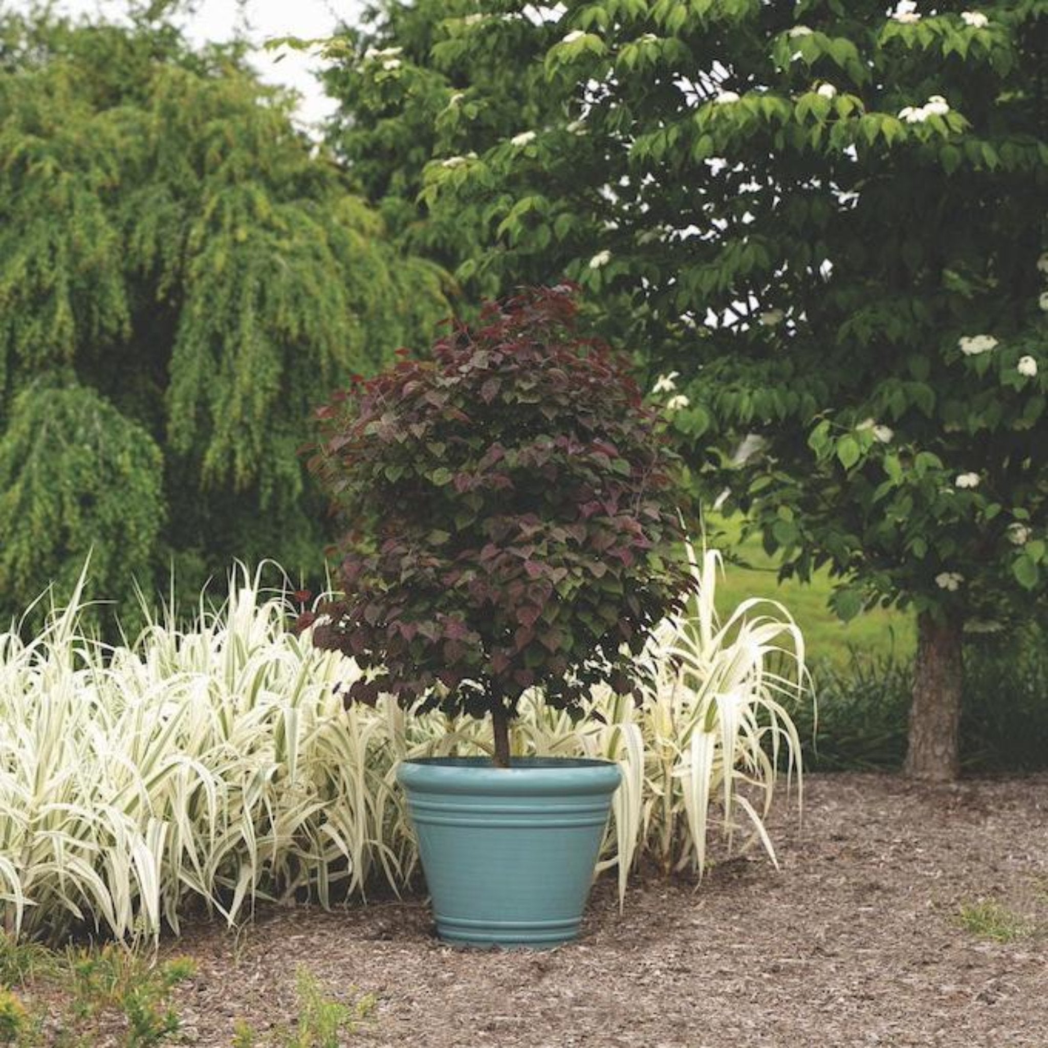 Garden Gems® Amethyst Redbud Tree