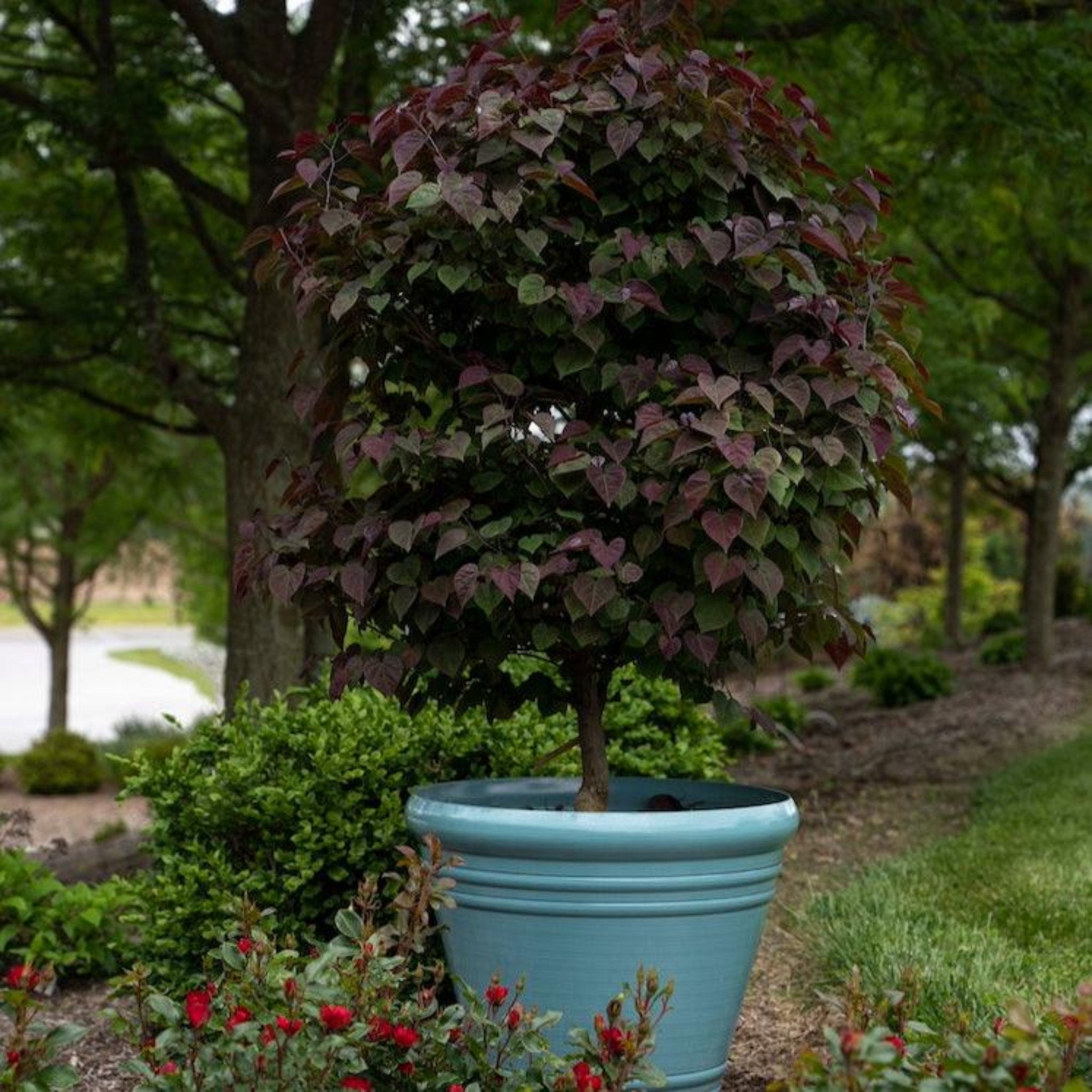 Garden Gems® Amethyst Redbud Tree