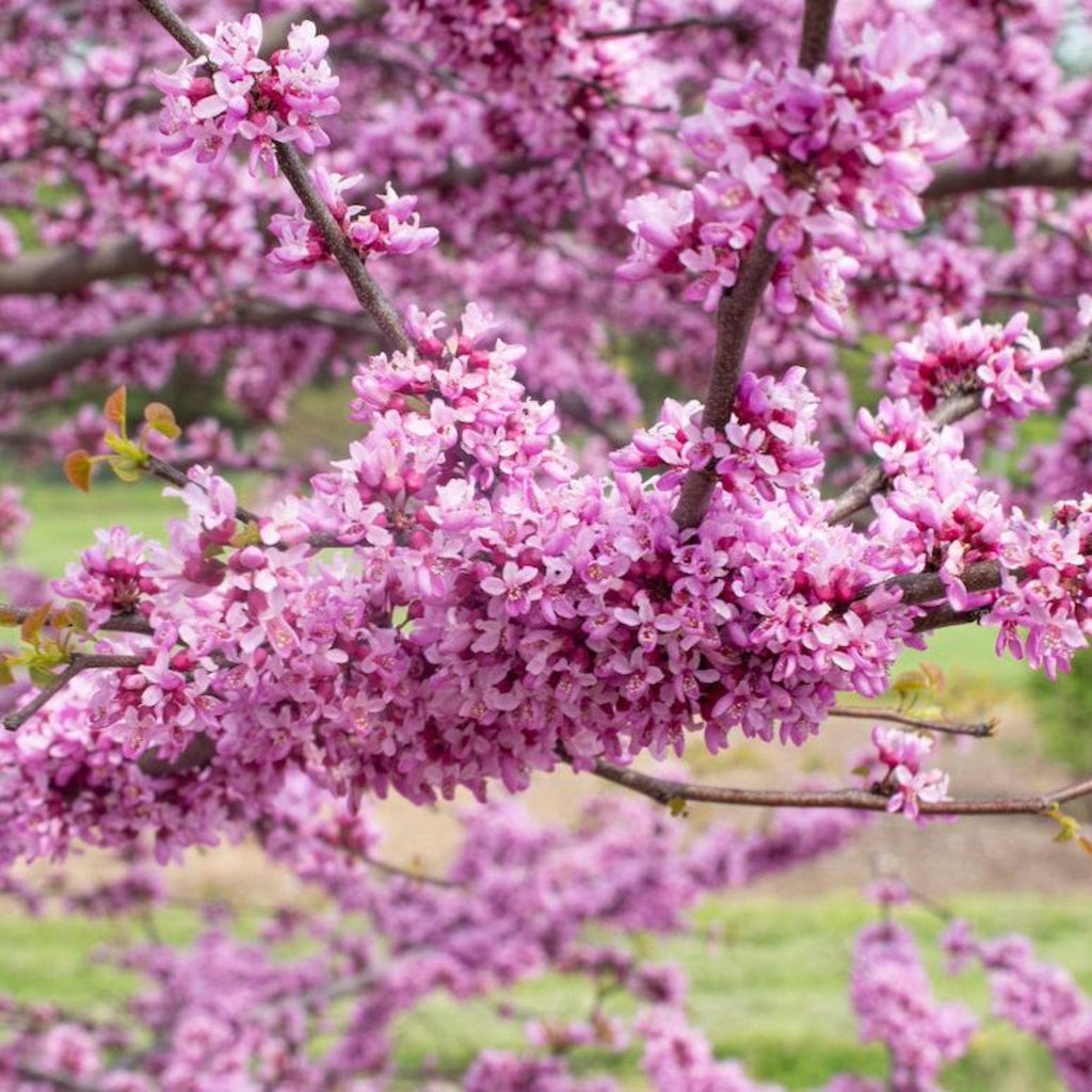 Garden Gems® Redbud 'Emerald'