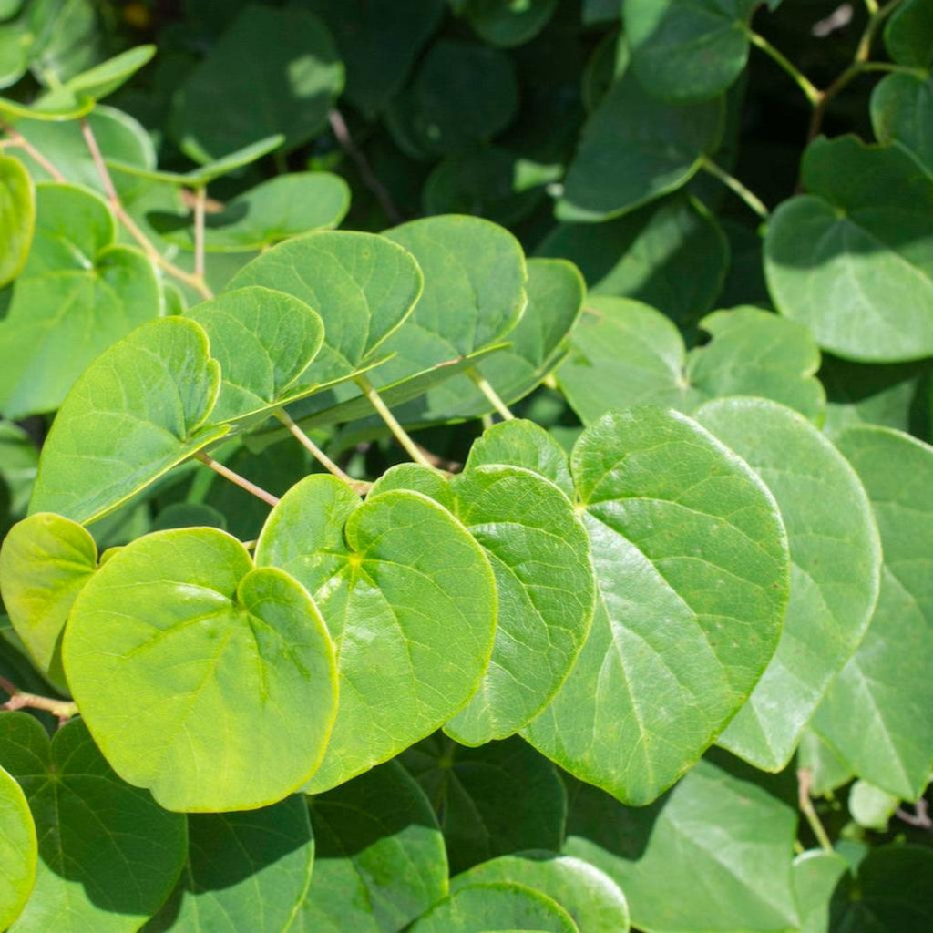 Garden Gems® Redbud 'Emerald'