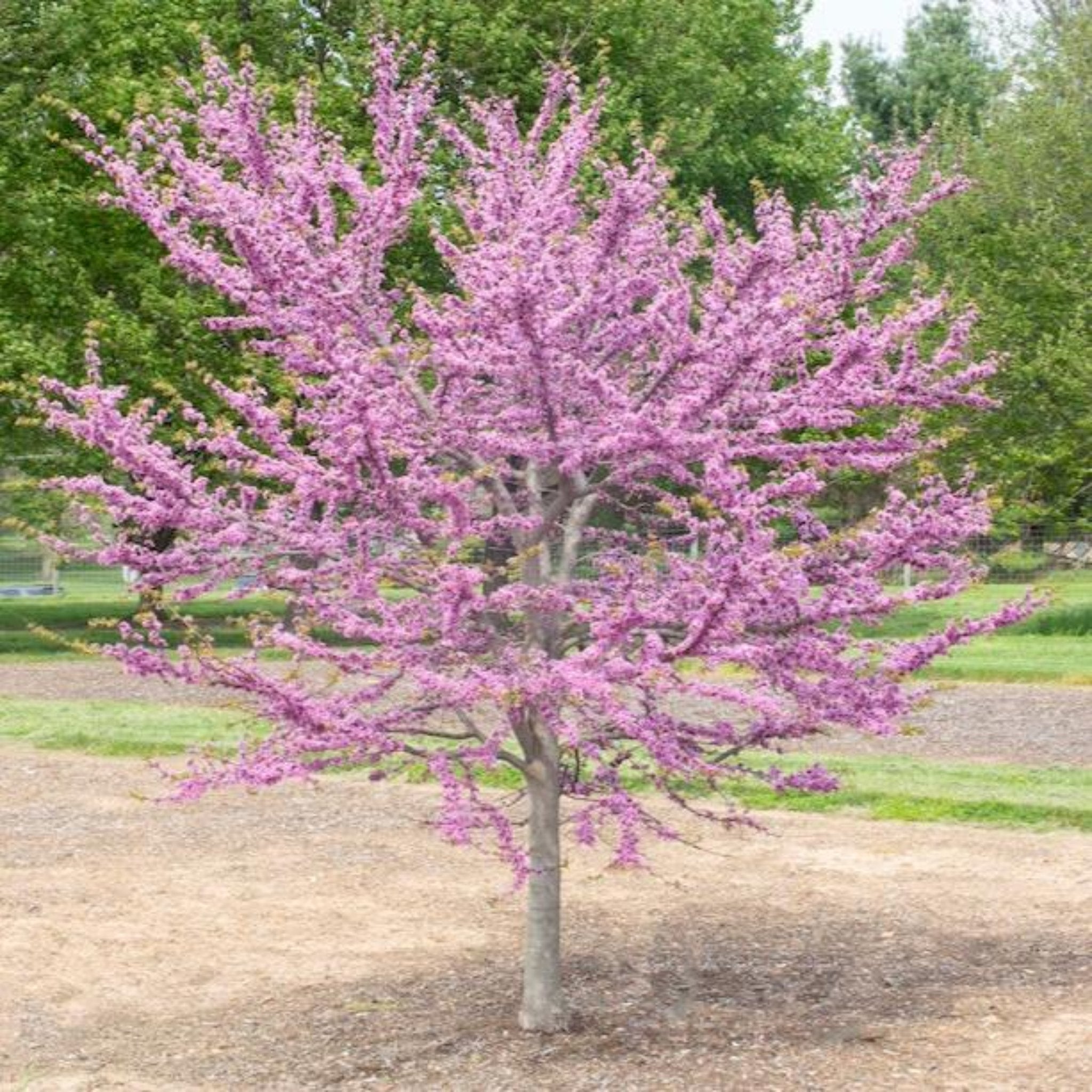 Garden Gems® Redbud 'Emerald'