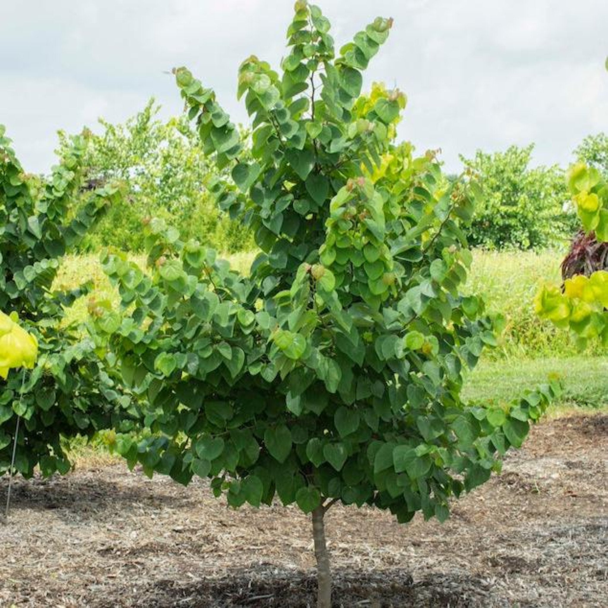 Garden Gems® Redbud 'Emerald'