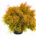 Fire Chief™ Thuja