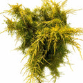 Old Gold Juniper