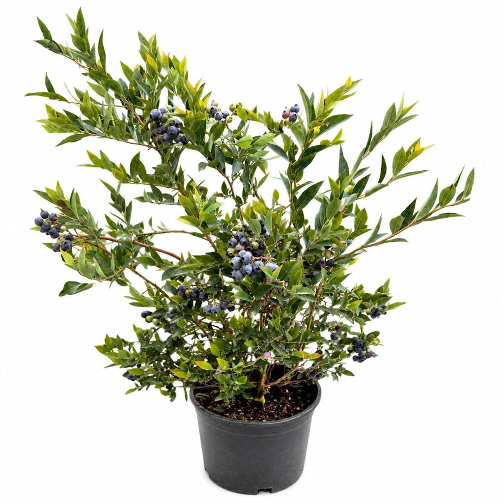 Mini Blues Blueberry