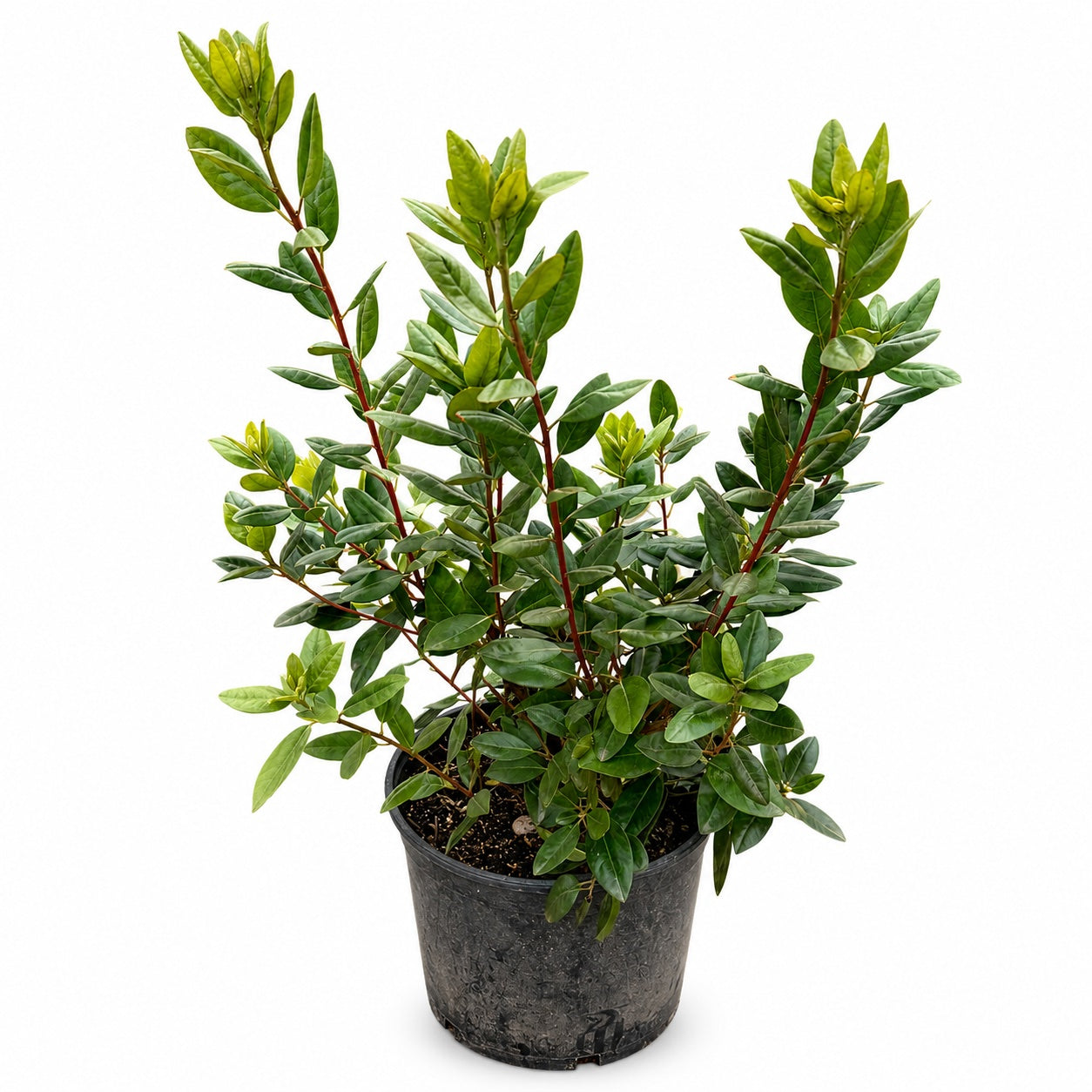 PJM Rhododendron