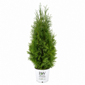 North Pole® Arborvitae