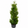 Holmstrup Arborvitae