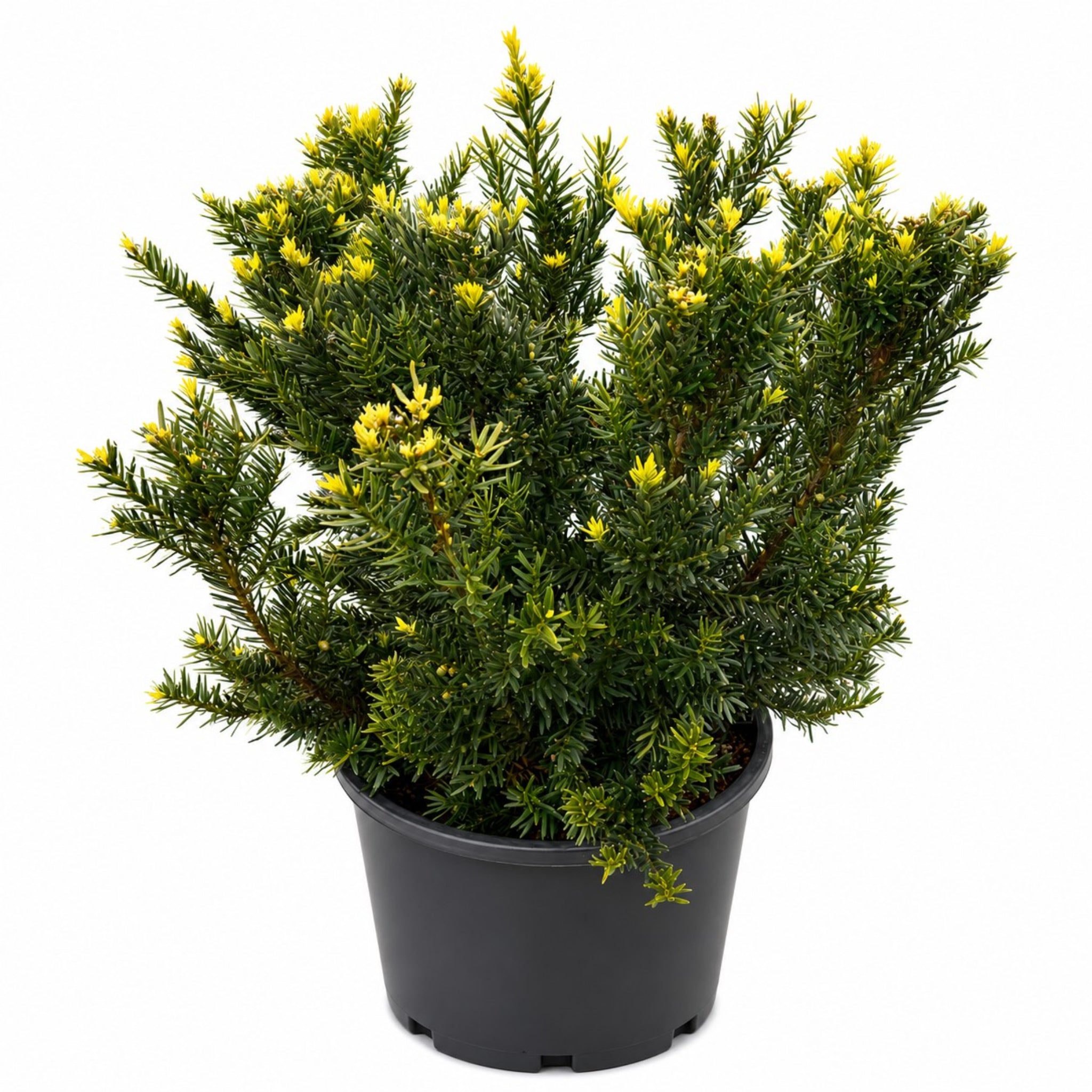 Erie Shores™ Yew